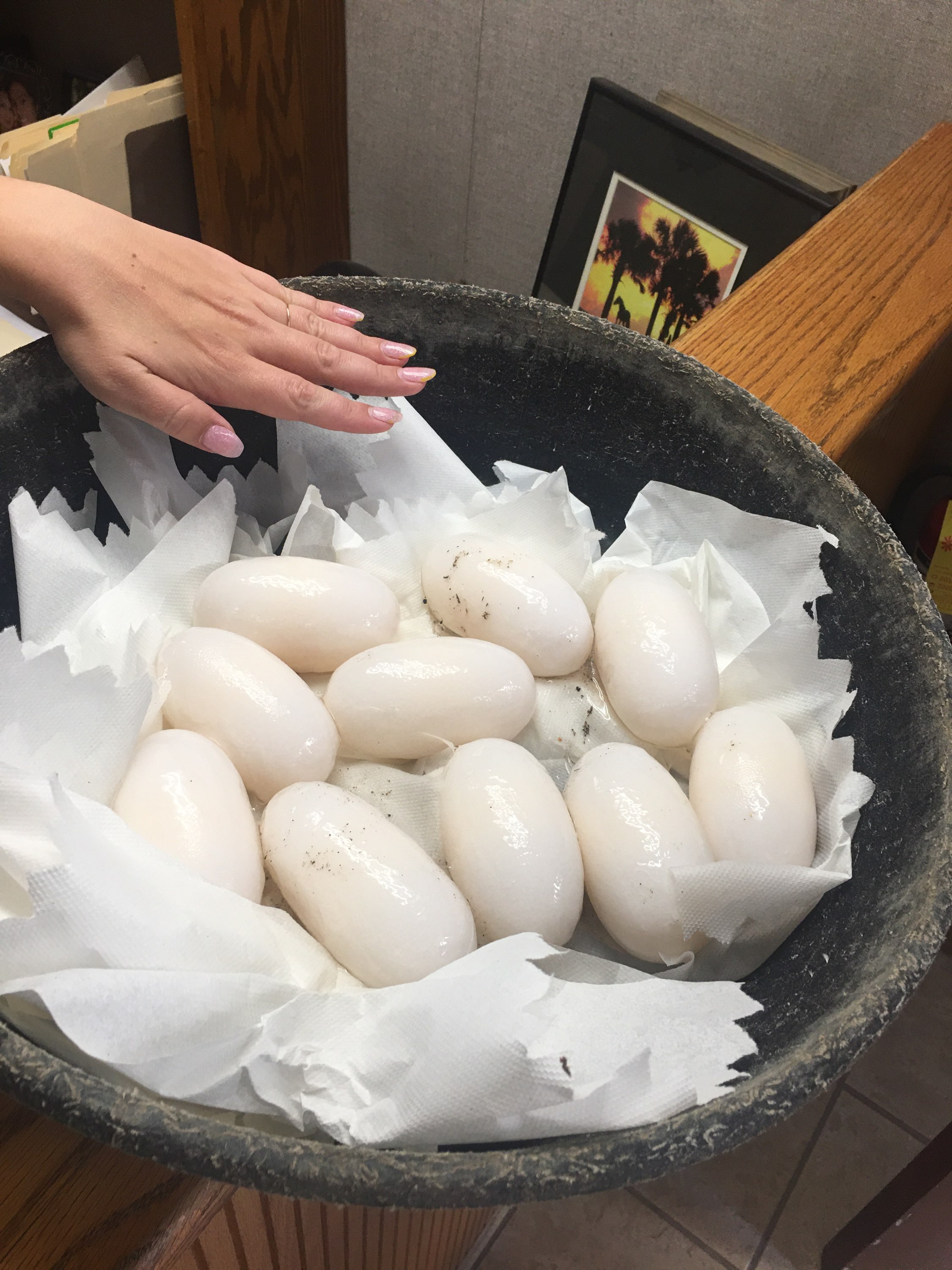Keepers Discover 10 Slender-Snouted Crocodile Eggs on World Croc
